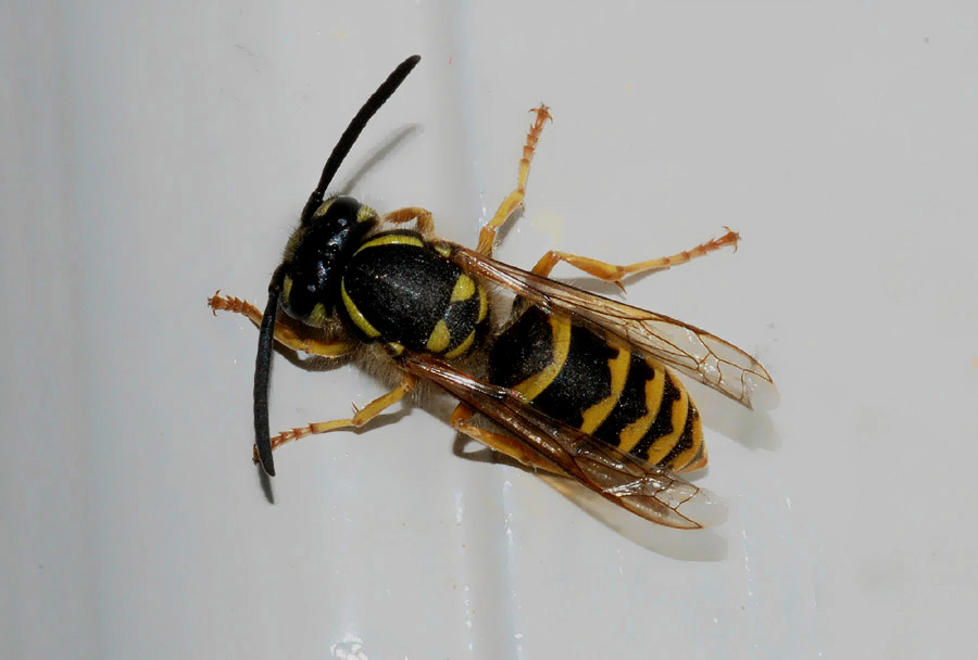 Vespula vulgaris